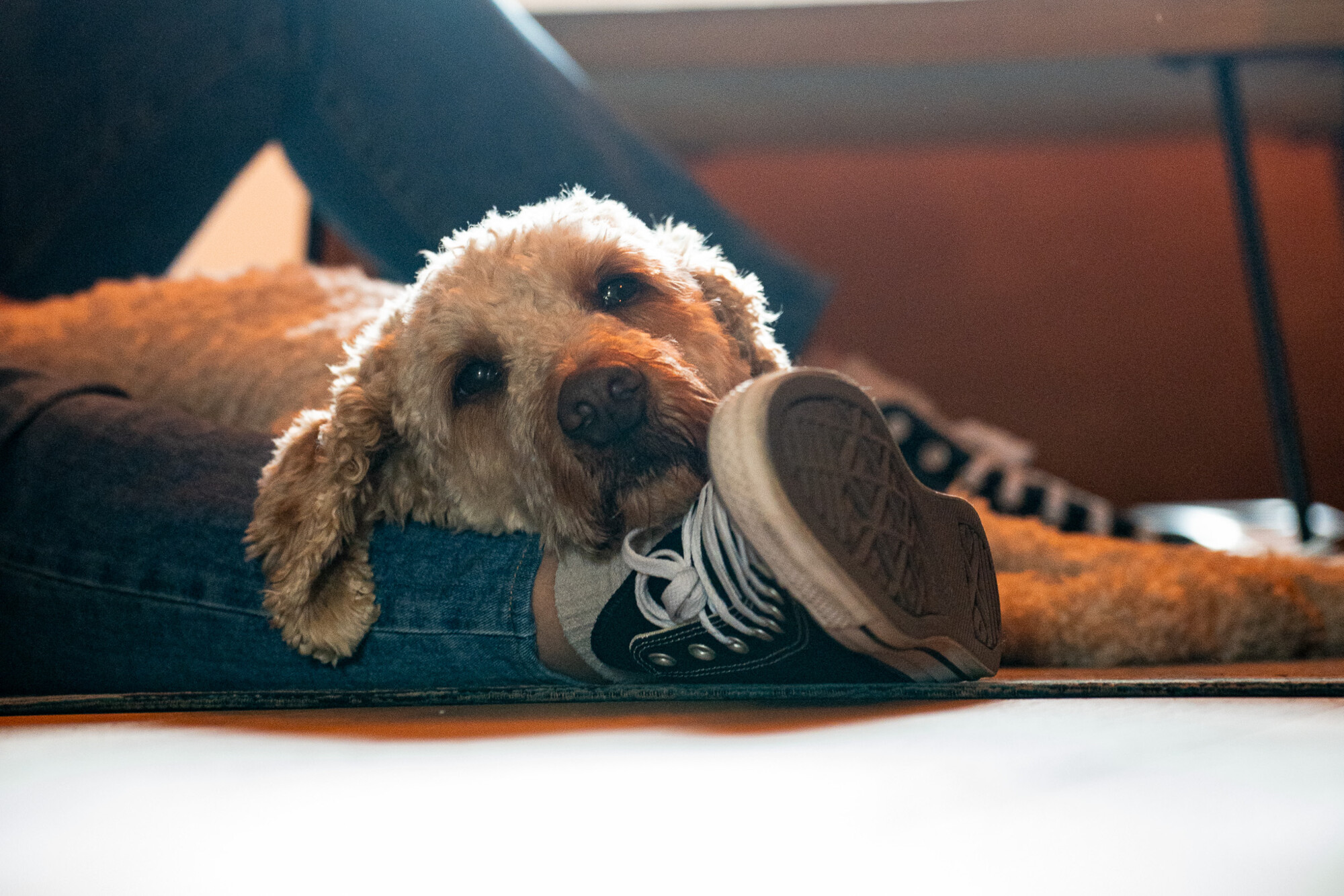 Brauner Hund liegt entspannt auf dem Boden und legt Kopf auf Schuh in einer gemütlichen Wohnumgebung.